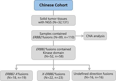 Molecular and clinicopathological characteristics of ERBB2 gene fusions in 32,131 Chinese patients with solid tumors